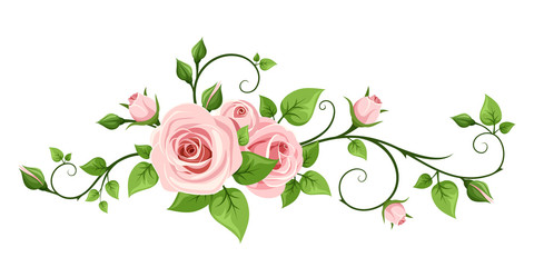 Vector pink rose vine isolated on a white background.