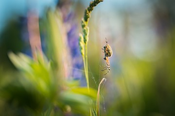 Cross spider (Araneus diadematus) sitting on his web