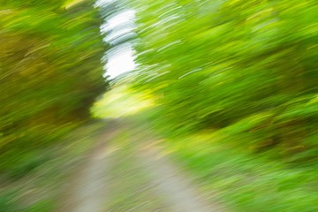 Artistic abstract background with forest