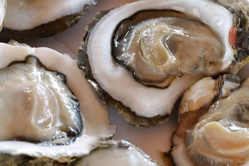 Fototapeta na wymiar Raw Oysters in a Shell / Close up Raw Oysters in a Shell 