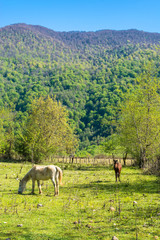 Beautiful mountain landscape with horses.