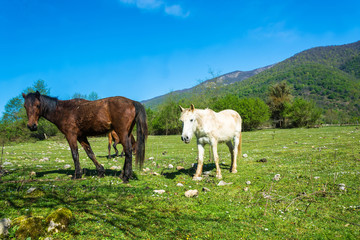 Fototapeta premium Three horses grazing in a mountain meadow.