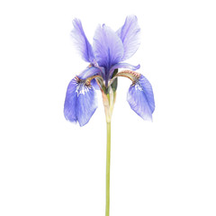 Blue Iris isolated on white background. Siberian iris (Iris sibirica) flower