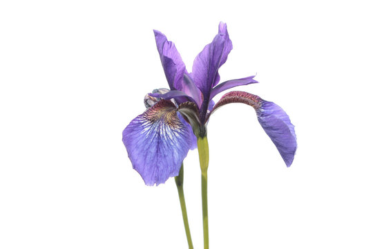 Blue Iris isolated on white background. Siberian iris (Iris sibirica) flower