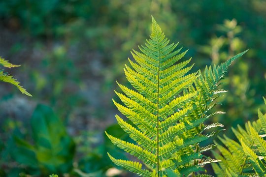 Fern leaves growing in forest in summer sunlight