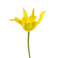 Yellow Lilyflowering tulip isolated on white background