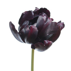 Black Parrot tulip isolated on white background