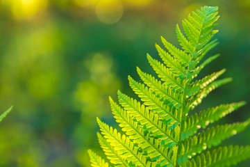 Fern leaves growing in forest in summer sunlight