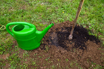 Baum pflanzen