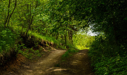 Naklejka premium turn field road between the trees in spring forest