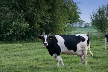 Fototapeta na wymiar cows on green meadow