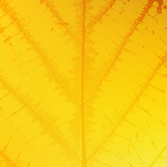 Yellow Leaf Texture