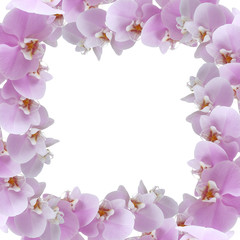 Fototapeta na wymiar Delicate floral background. Orchids 