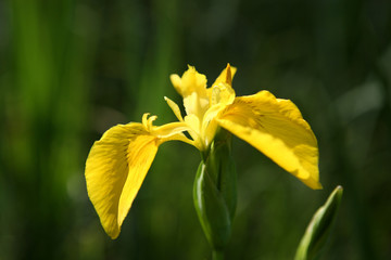 Fototapeta na wymiar Blooming Iris pseudacorus