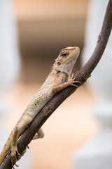 Garden lizard holding a twig 