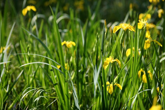 Blooming Iris pseudacorus