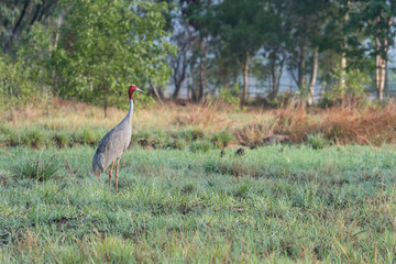 Sarus crane in a green field - 111852051