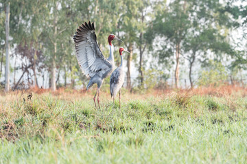Sarus cranes in a green field - 111852220