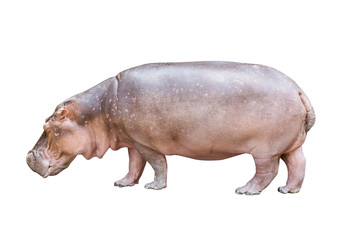 Isolated hippopotamus on white background