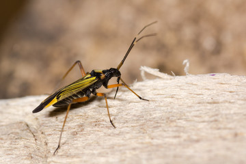 Miris striatus mirid bug. A brightly coloured predatory true bug in the family Miridae, in profile...