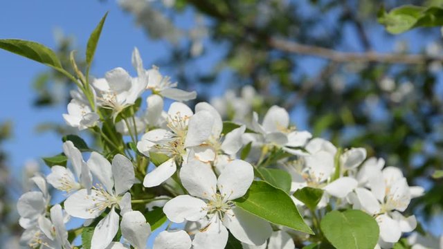 нежные цветы цветущей яблони