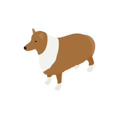 Obraz na płótnie Canvas Collie dog icon, isometric 3d style