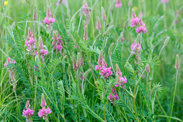 Sainfoin (Onobrychis viciifolia) plant in with pink flowers. Pink flowers with purple veins on...