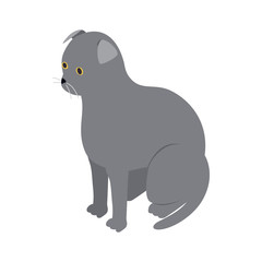 Scottish fold cat icon, isometric 3d style