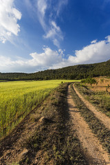 Fototapeta na wymiar Agricultural landscape. Comarca Noroeste, Región de Murcia, Spain, Europe.