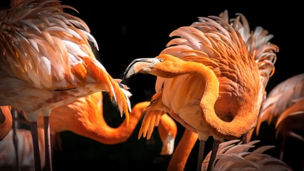 Photo sur Plexiglas Flamant Caribbean flamingo (Phoenicopterus-ruber)