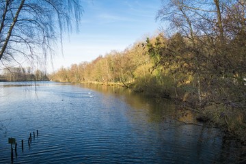 Swan crossing Lake Born / Rhineland