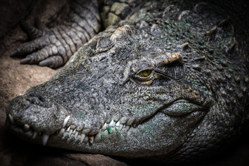 Nile crocodile (Crocodylus niloticus)