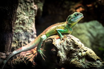 Chinese water dragon (Physignathus cocincinus)