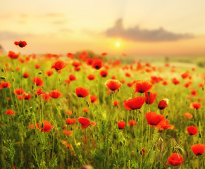 Obrazy na Plexi  Maki polne-kwiaty,kolor selektywny