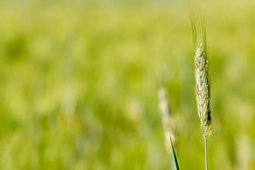 Roggenähren in einem Feld
