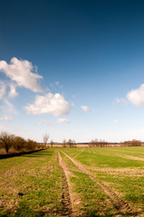 Fototapeta na wymiar Field of green grain, trees and perfect sky