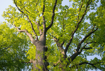 Oak tree treetop seen from below view perspective sun bright green leaves leaf majestic