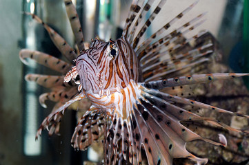 Obraz na płótnie Canvas Lionfish (Pterois miles)