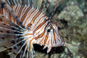 Obraz na płótnie Canvas Lionfish (Pterois miles)