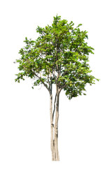 tree on isolate white background
