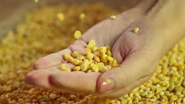 Select pea grain dropping in female hand, high quality legumes for healthy diet