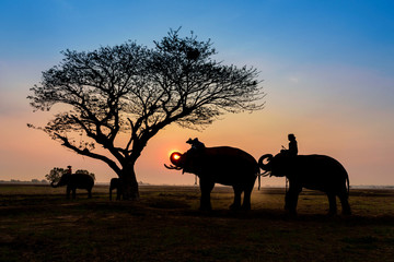Fototapeta na wymiar silhouette elephants standing under the tree at sun rise