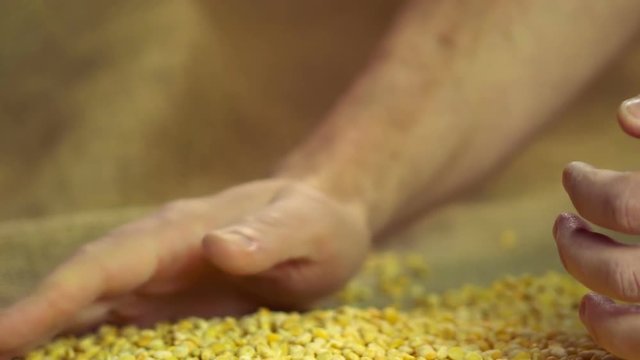Closeup of hard-working male hands holding dried split peas proudly, slow motion