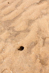 Fototapeta na wymiar Crab hole with broken seashells on beach - Overhead view of a crab hole and broken seashells on a tropical beach.