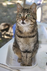 Colonia felina