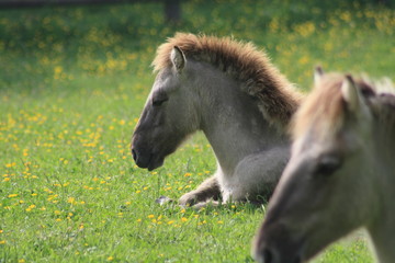 Pferde auf der Wiese