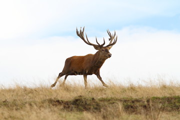 big red deer stag in the run