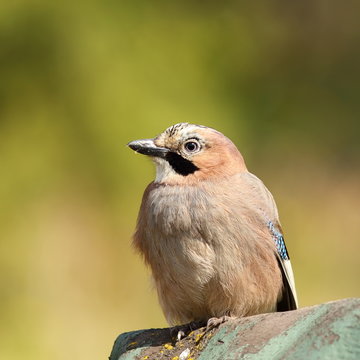beautiful eurasian jay