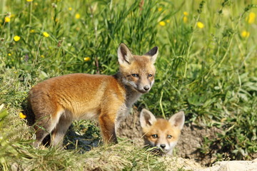 Naklejka na ściany i meble european fox cubs outside the burrow
