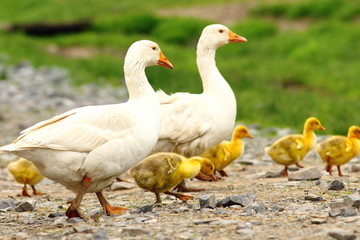 Fototapeta na wymiar geese family
